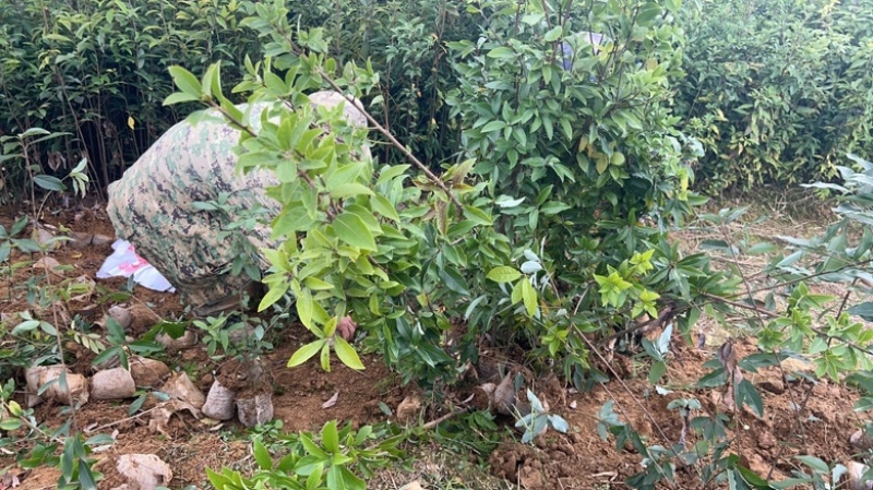 老鹰茶苗基地直发杯苗成活率高品质保证