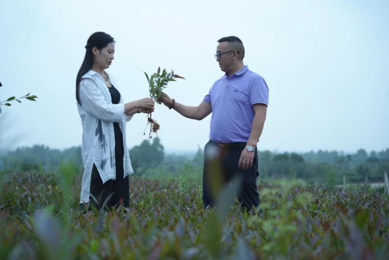 老鹰茶苗基地直发杯苗成活率高品质保证