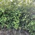 老鹰茶苗基地直发杯苗成活率高品质保证