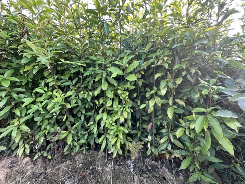 老鹰茶苗基地直发杯苗成活率高品质保证