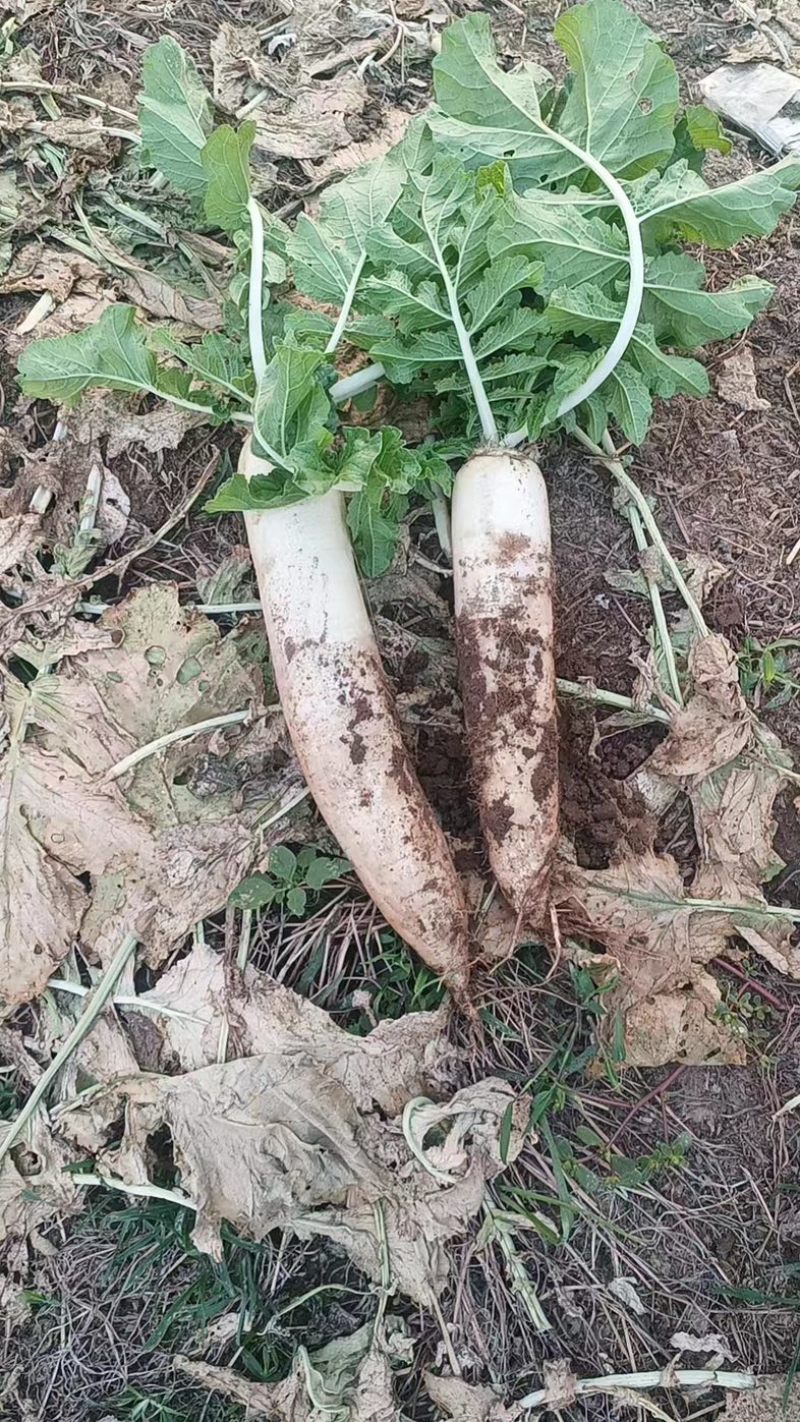 白萝卜自家种植需要的联系