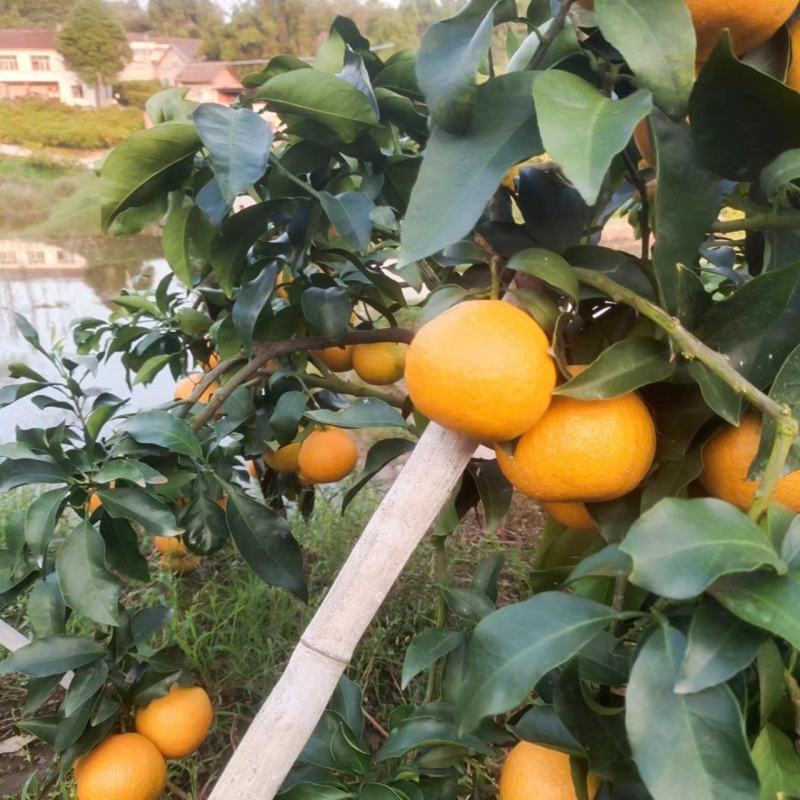 爱媛橙鲜果大量上市，种植基地一手货源，质优价廉，常年供货