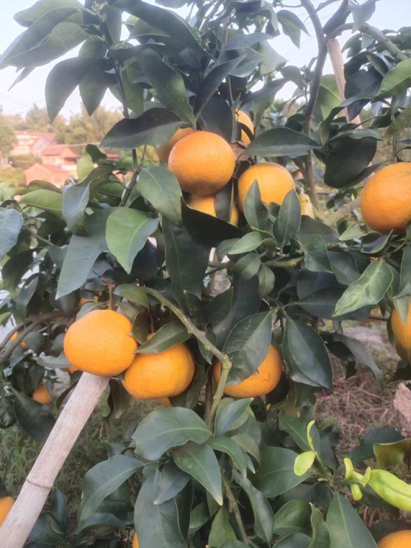 爱媛橙鲜果大量上市，种植基地一手货源，质优价廉，常年供货