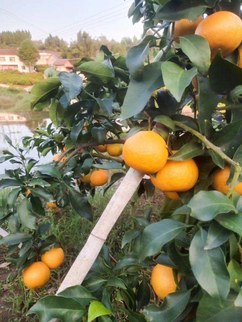 爱媛橙鲜果大量上市，种植基地一手货源，质优价廉，常年供货