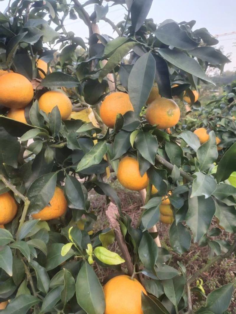 爱媛橙鲜果大量上市，种植基地一手货源，质优价廉，常年供货