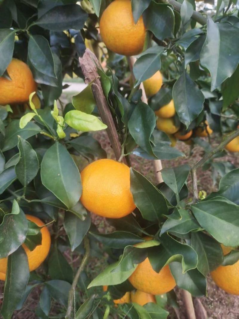 爱媛橙鲜果大量上市，种植基地一手货源，质优价廉，常年供货