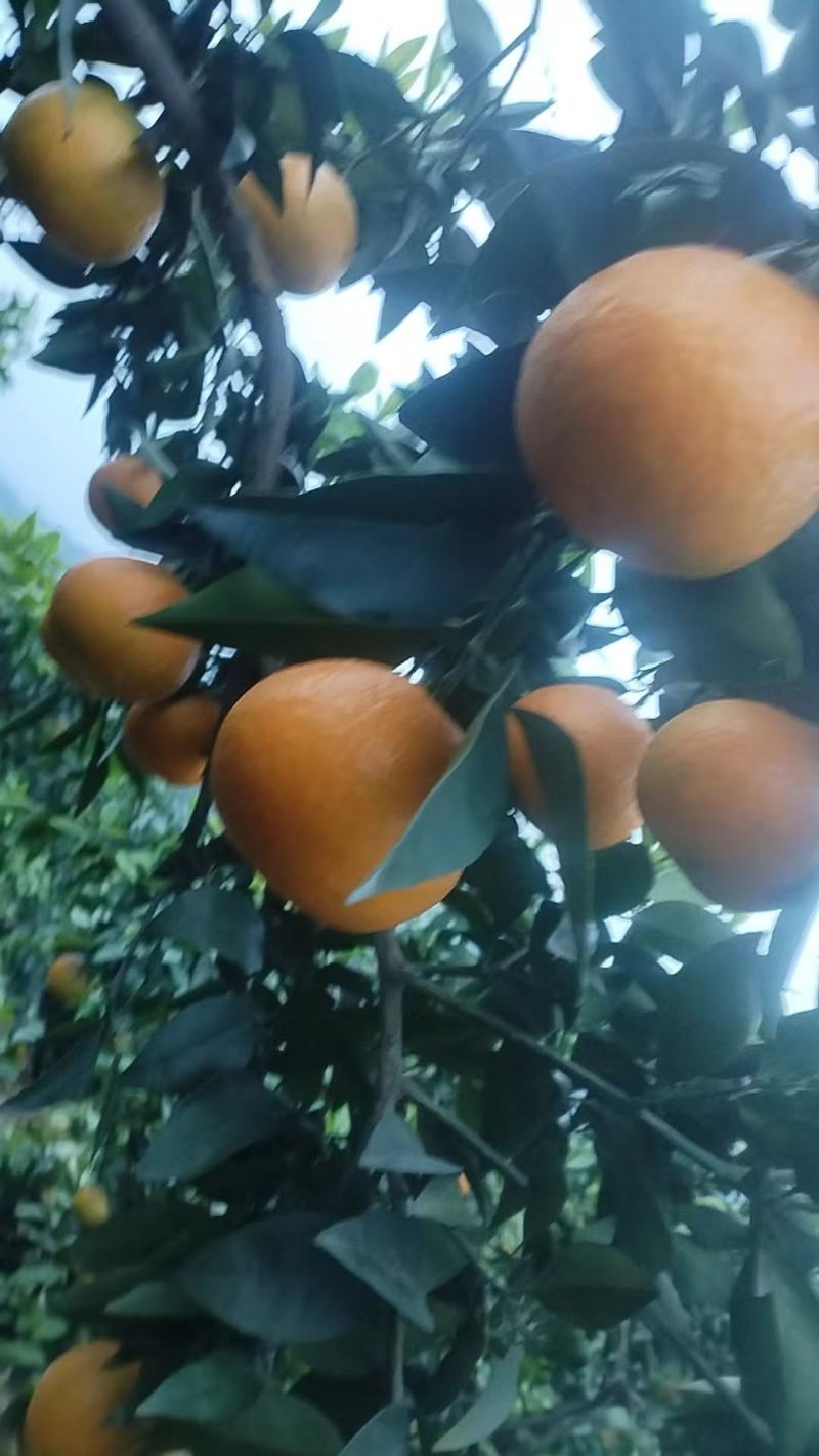 爱媛橙鲜果大量上市，种植基地一手货源，质优价廉，常年供货