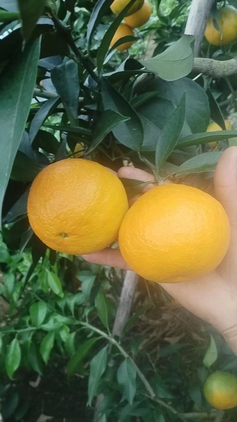 爱媛橙鲜果大量上市，种植基地一手货源，质优价廉，常年供货