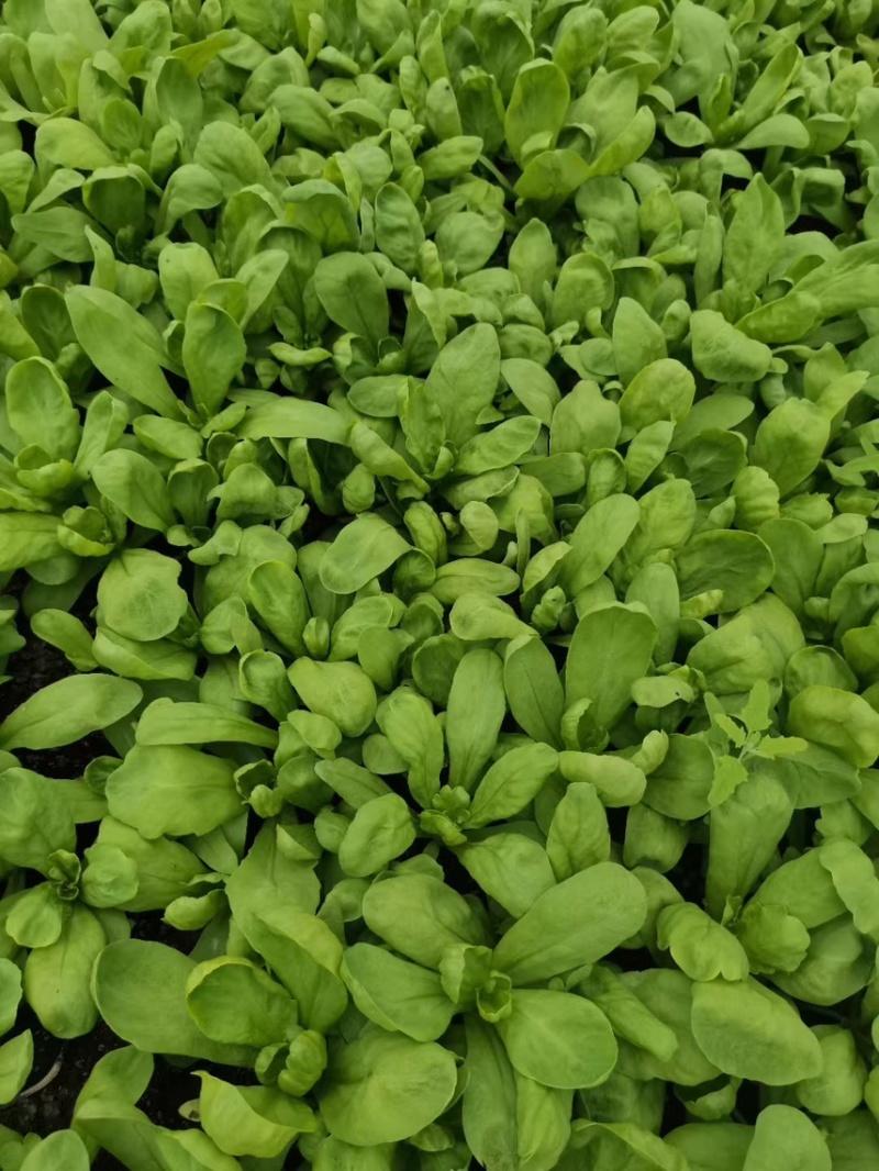 主营大叶茼蒿各种绿叶类蔬菜