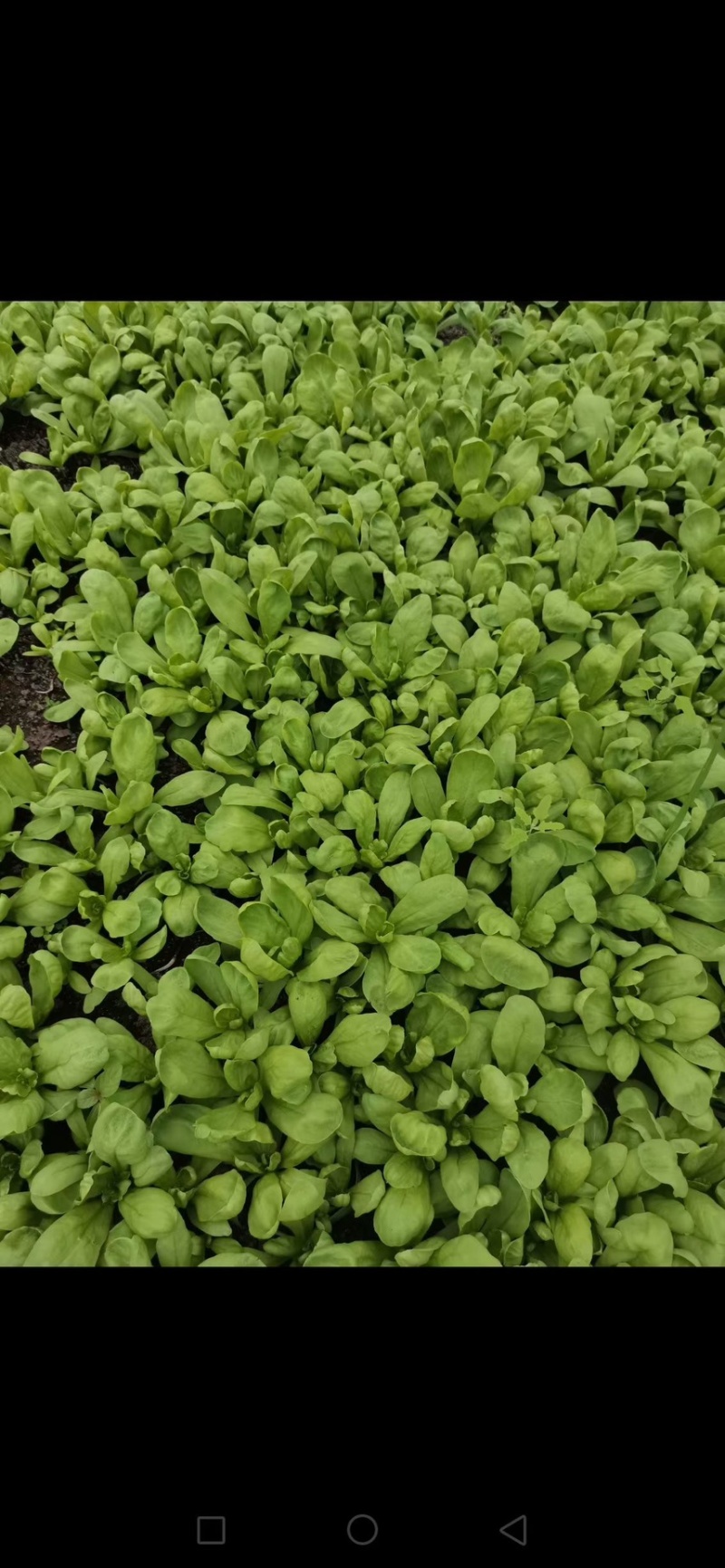 主营大叶茼蒿各种绿叶类蔬菜