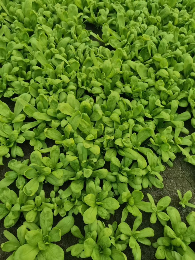 主营大叶茼蒿各种绿叶类蔬菜