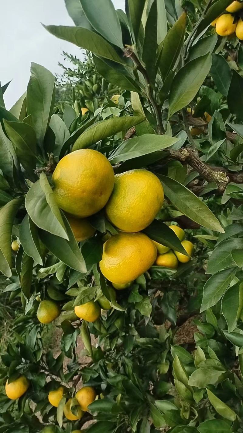 蜜桔大量上市，种植基地一手货源，价格稳定常年供货