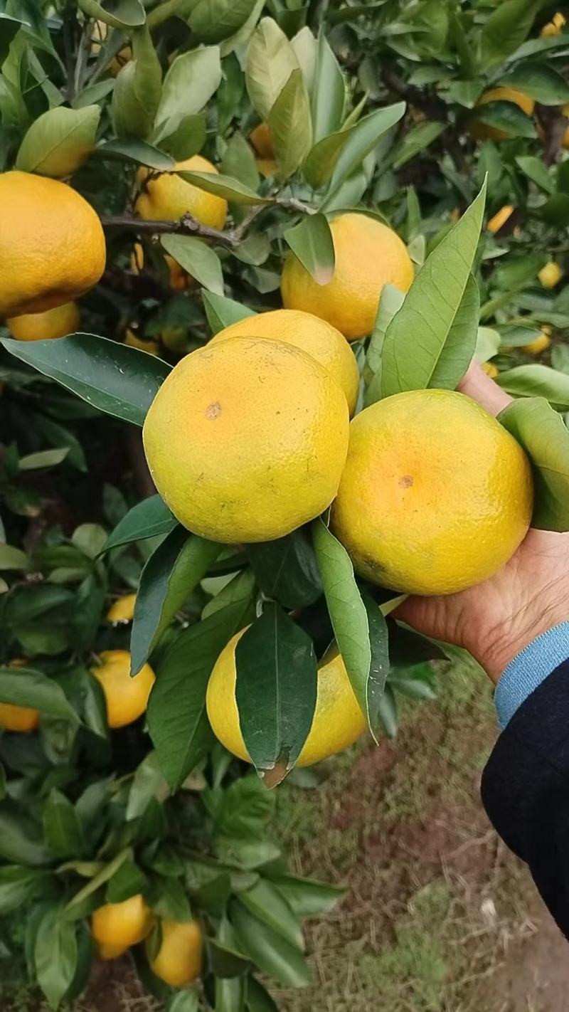 蜜桔大量上市，种植基地一手货源，价格稳定常年供货