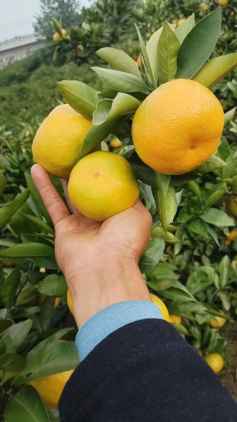 蜜桔大量上市，种植基地一手货源，价格稳定常年供货