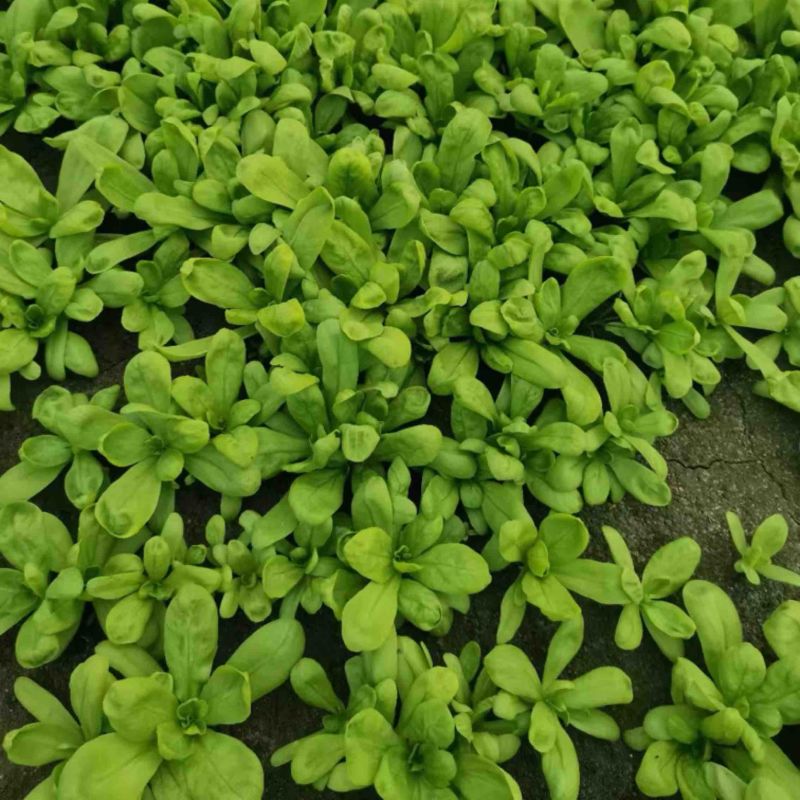 主营大叶茼蒿各种绿叶类蔬菜