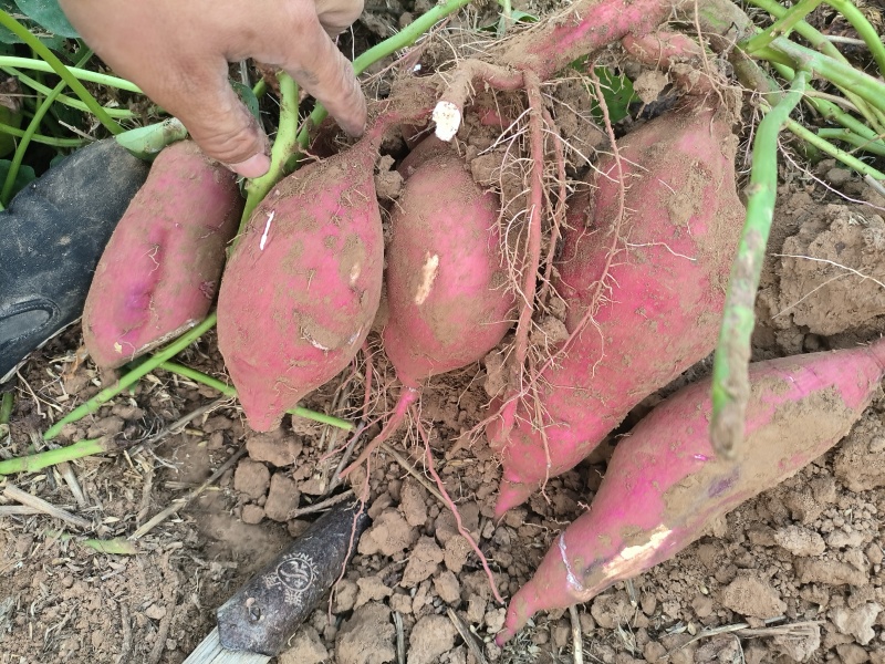 白心淀粉红薯大量供应市场货，粉厂货