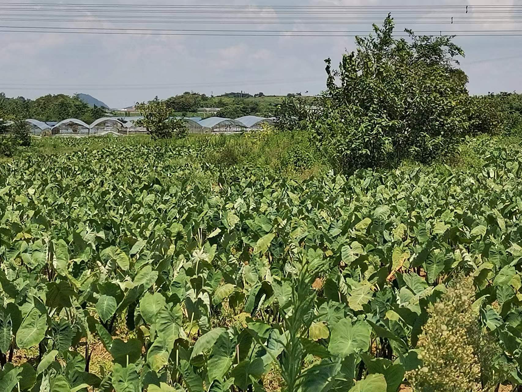 绿色芋头叶片宽大呈盾形,叶柄粗壮直立,地面露出部分带毛的芋头球茎;右侧为刚拔出的白萝卜,根部洁白肥大,附带湿润泥土,背景为南方丘陵农田,远处有农舍 农家菜园中的毛芋头植株与白萝卜田间生长场景