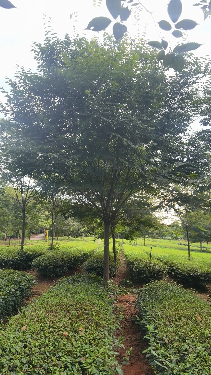 14-15公分榉树