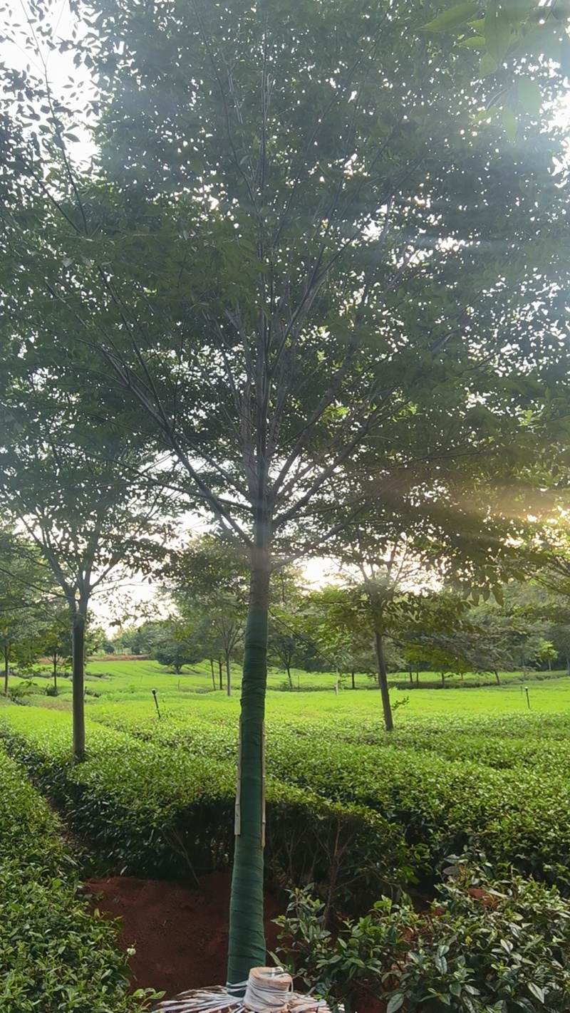 14-15公分榉树