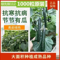 黄瓜种子抗寒油亮绿瓤密刺不嫁接也油亮/1000粒