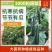 黄瓜种子抗寒油亮绿瓤密刺不嫁接也油亮/1000粒