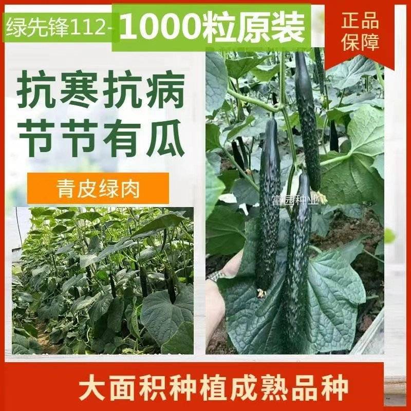 黄瓜种子抗寒油亮绿瓤密刺不嫁接也油亮/1000粒