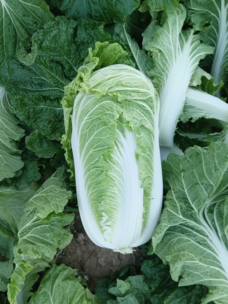 大白菜