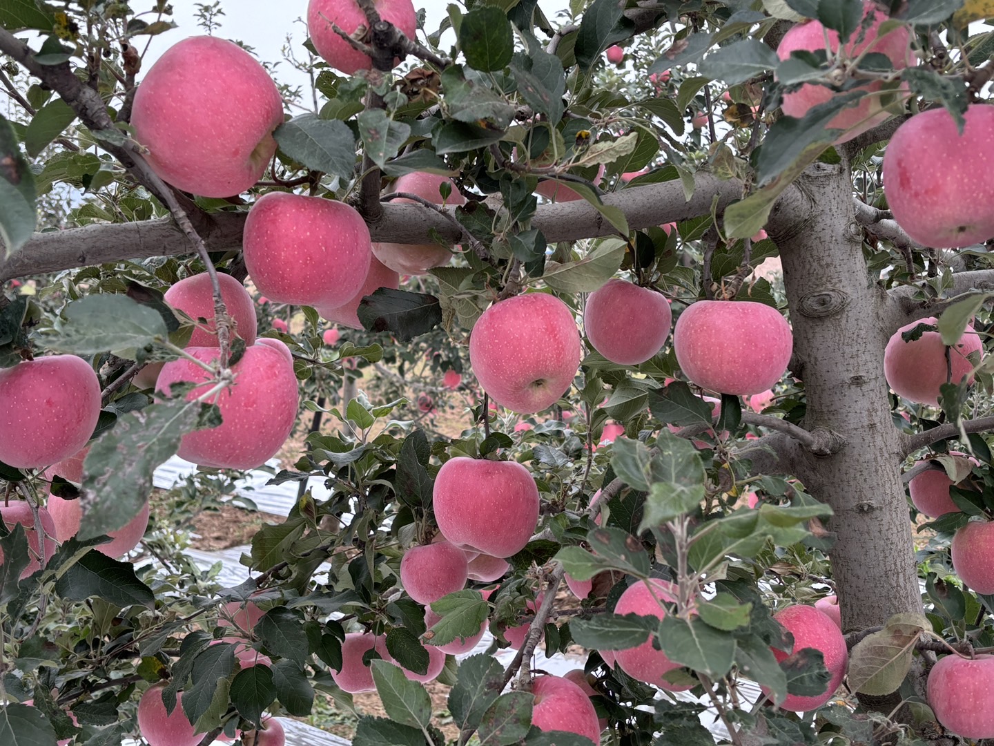 礼泉县红富士苹果果园