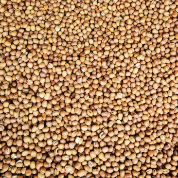 龙眼豆蚕豆厂家供应量大从优质量保证欢迎咨询