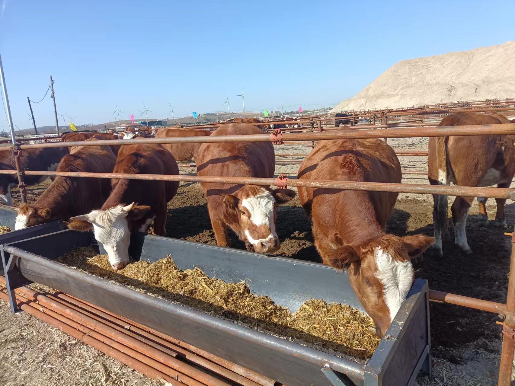 西门塔尔牛养殖场实景图