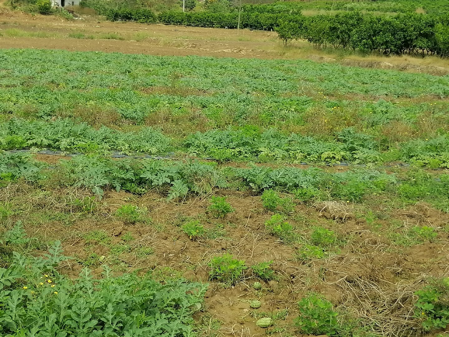 金牌甜王西瓜种植基地