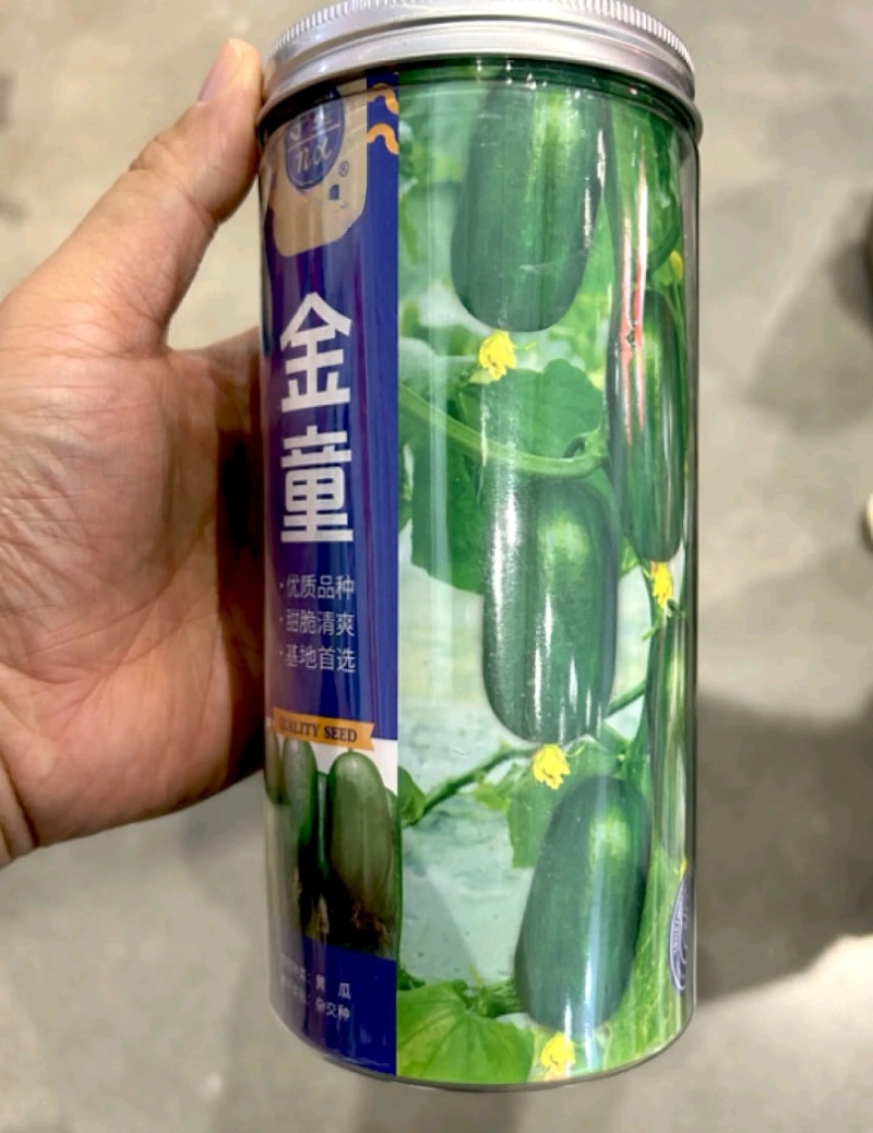 玉女黄瓜种子金童玉女黄瓜种子水果黄瓜种籽春秋种植