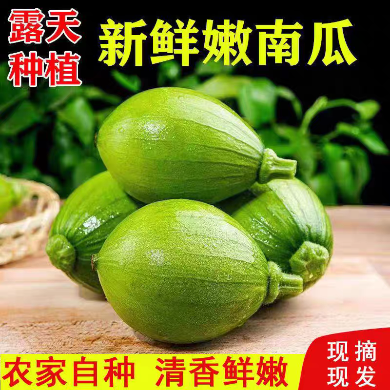 嫩南瓜质量，保值保量，一手货源，价格从优，欢迎订购