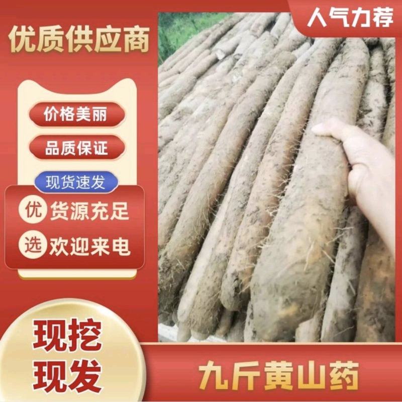 【推荐】湖北新鲜九斤黄山药量大价优品质保证对接全国
