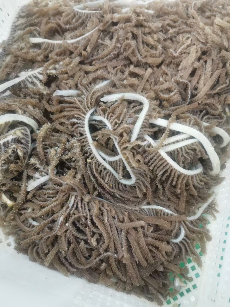 毛肚，精品黑千层，品质保障，可以根据买家需求打包发货