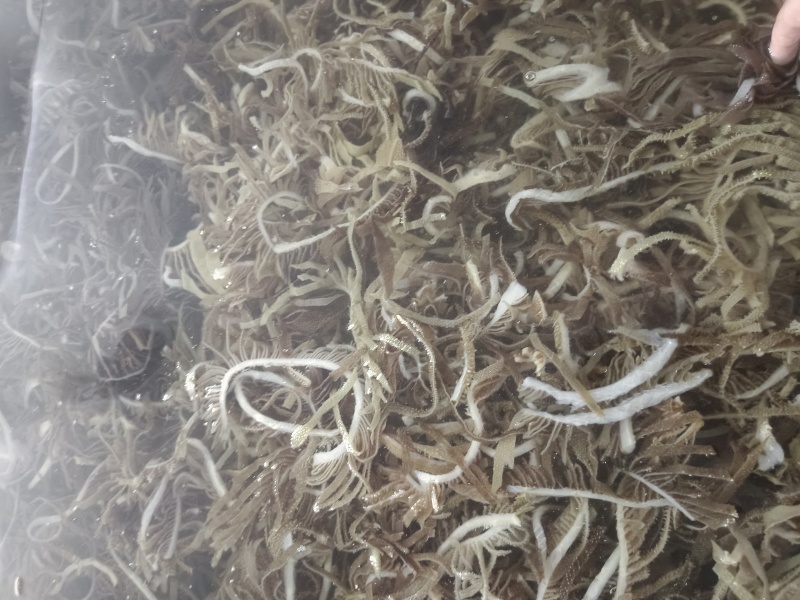 毛肚，精品黑千层，品质保障，可以根据买家需求打包发货