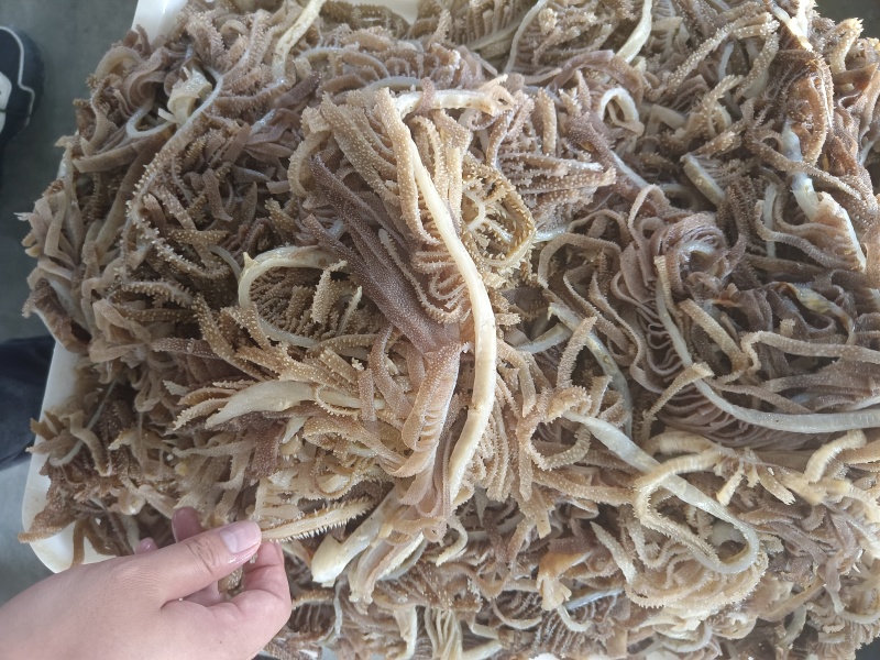 毛肚，精品黑千层，品质保障，可以根据买家需求打包发货