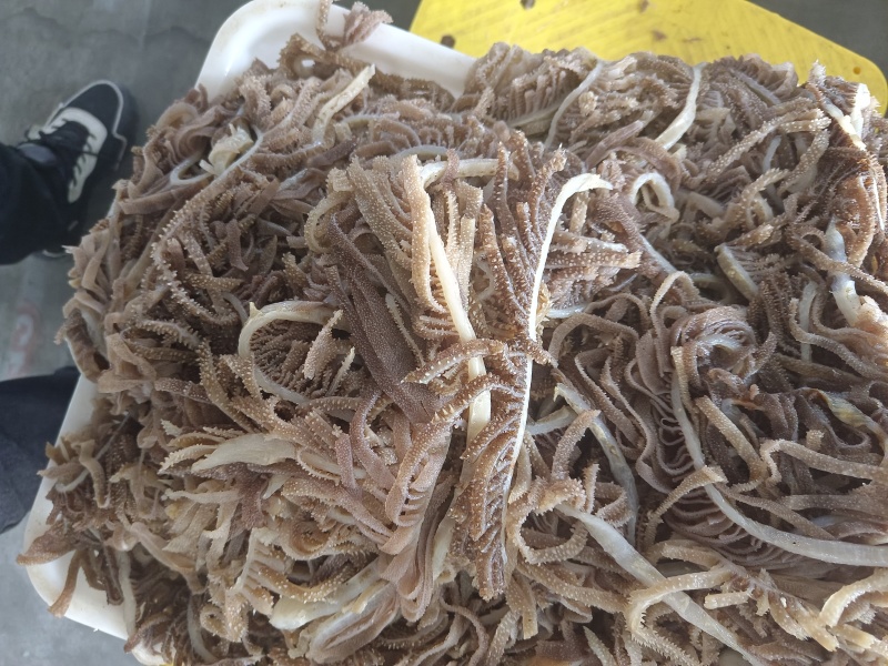 毛肚，精品黑千层，品质保障，可以根据买家需求打包发货