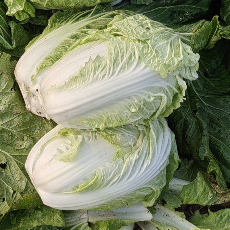 河南商丘白菜大量上市