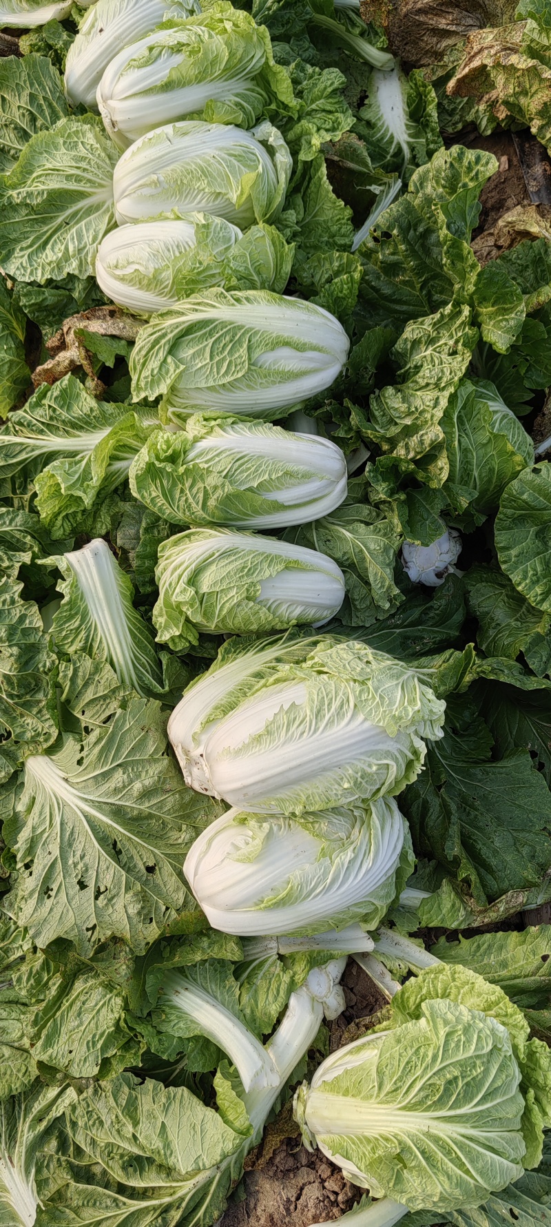 河南商丘白菜大量上市