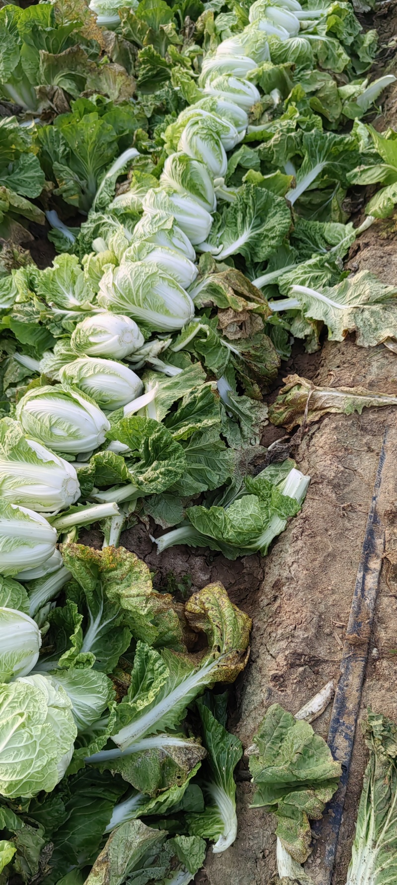河南商丘白菜大量上市