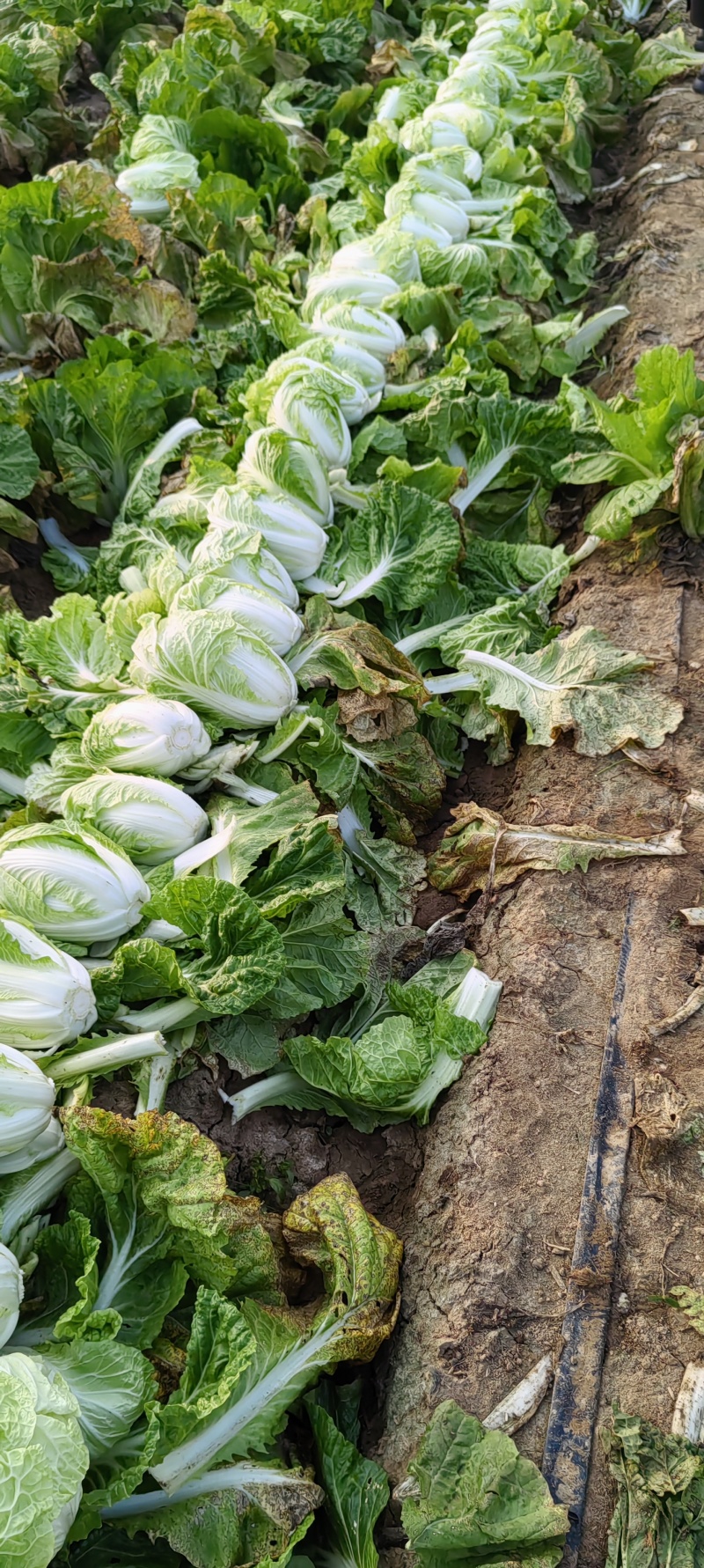 河南商丘白菜大量上市