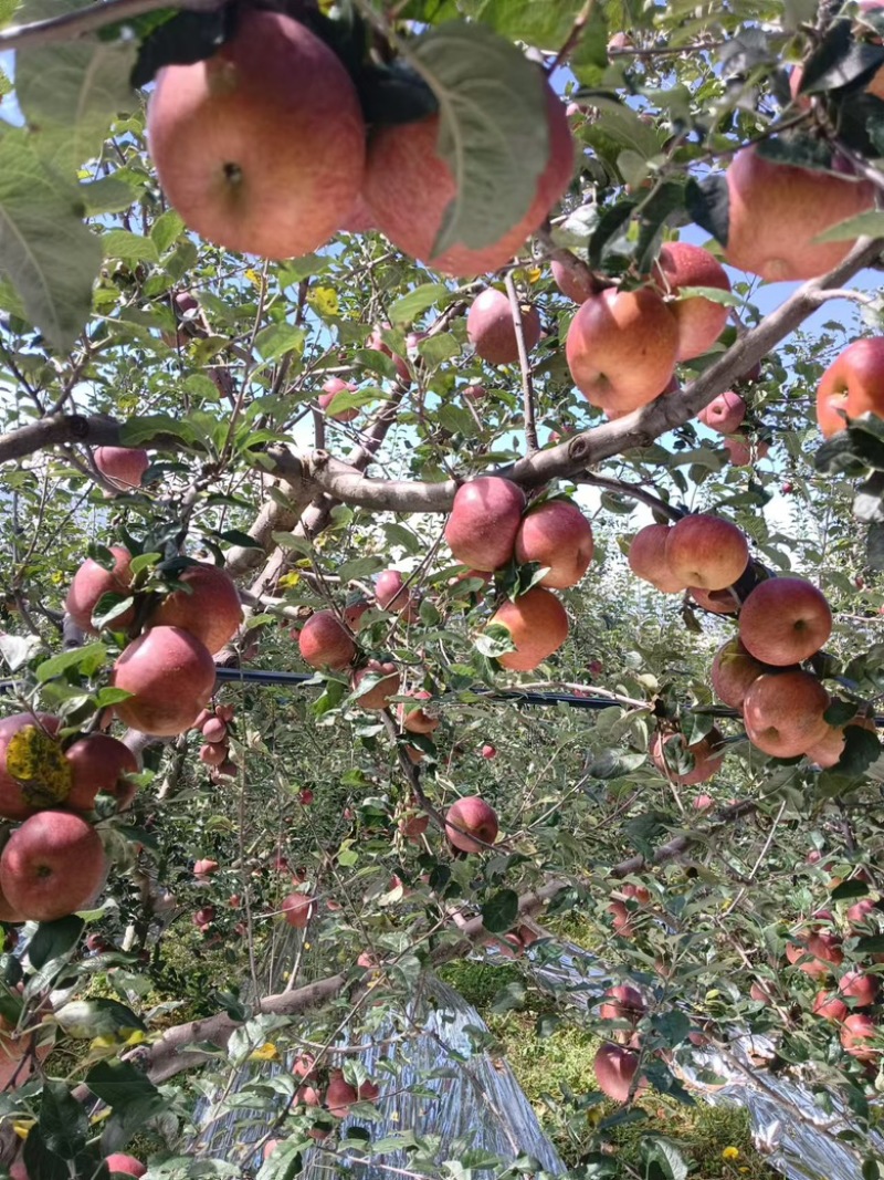 【精品】四川高原糖心丑苹果，口感脆甜多汁，全红片红均有