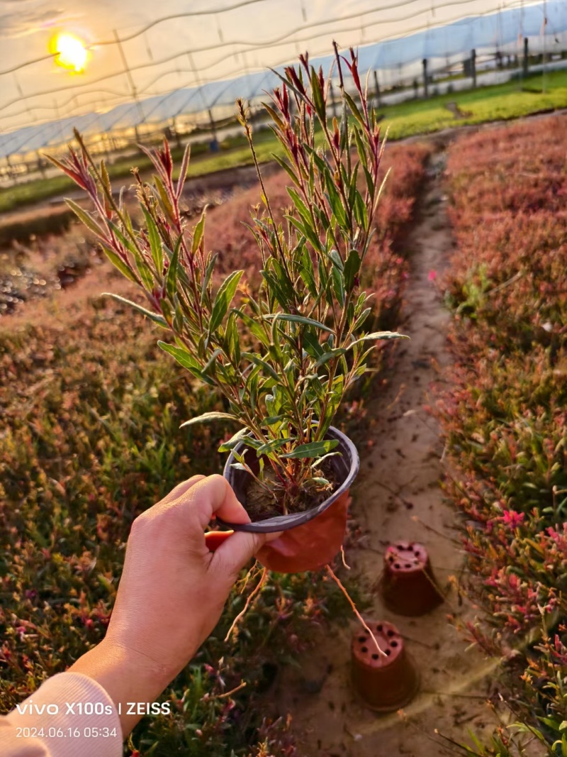 红花山桃草粉花山桃草千鸟花