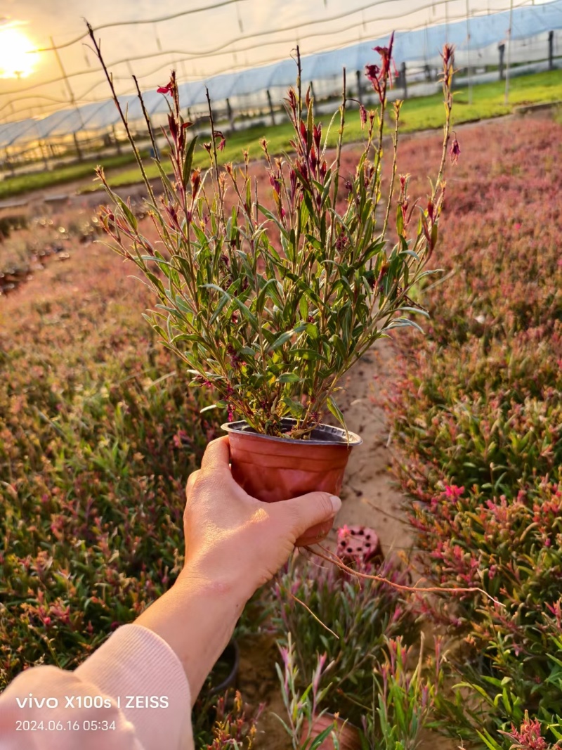 红花山桃草粉花山桃草千鸟花
