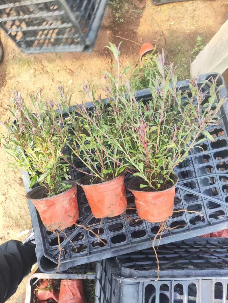 红花山桃草粉花山桃草千鸟花