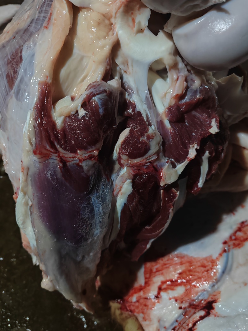 纯干鲜牛肉、每天现宰，牛前，牛后，牛排。量大优惠量大优惠