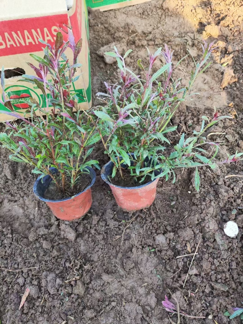 红花山桃草粉花山桃草千鸟花