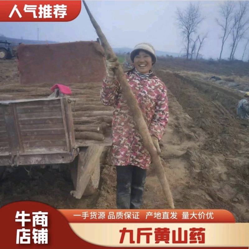 湖北新鲜九斤黄山药，湖北山药量大从优，品质保证