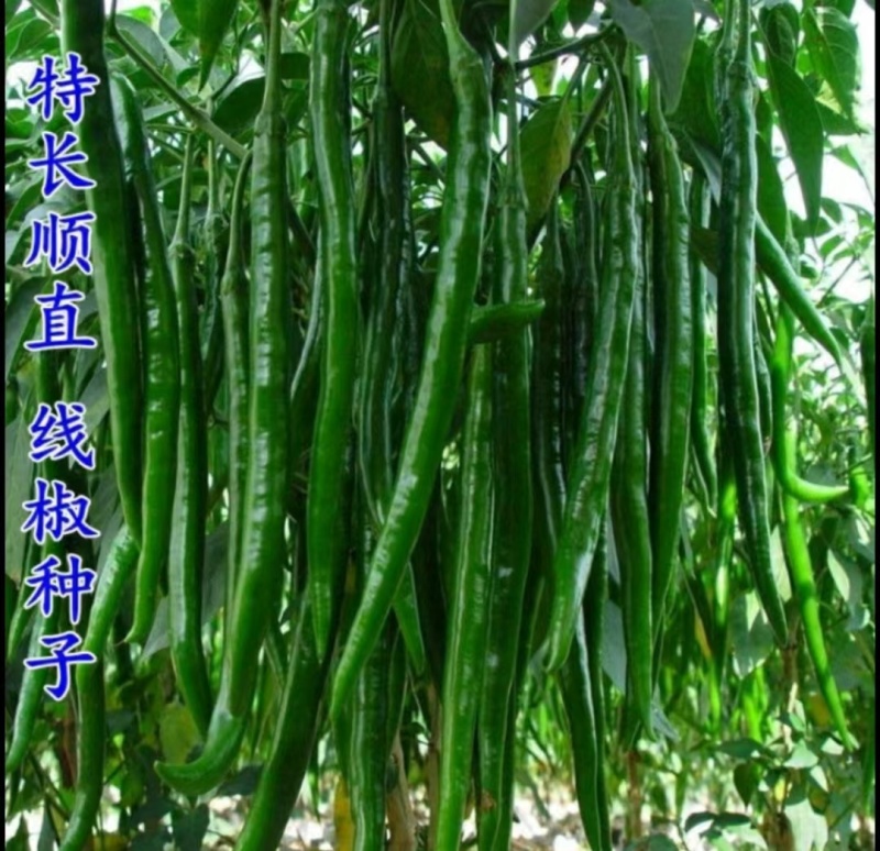 黑线椒种子黄线椒种子种苗抗病耐储存辣味浓早熟抗病